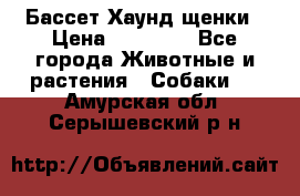 Бассет Хаунд щенки › Цена ­ 20 000 - Все города Животные и растения » Собаки   . Амурская обл.,Серышевский р-н